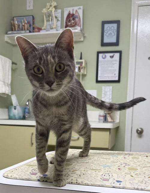 IRIS - Domestic Short Hair / Tabby available for adoption
