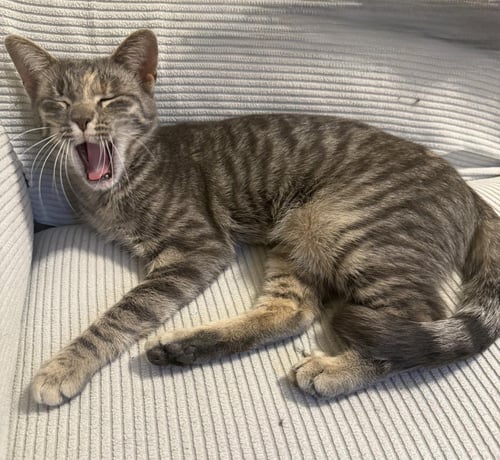 IRIS - Domestic Short Hair / Tabby available for adoption