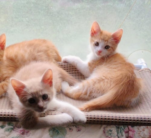 JOHN - Domestic Short Hair / Tabby available for adoption