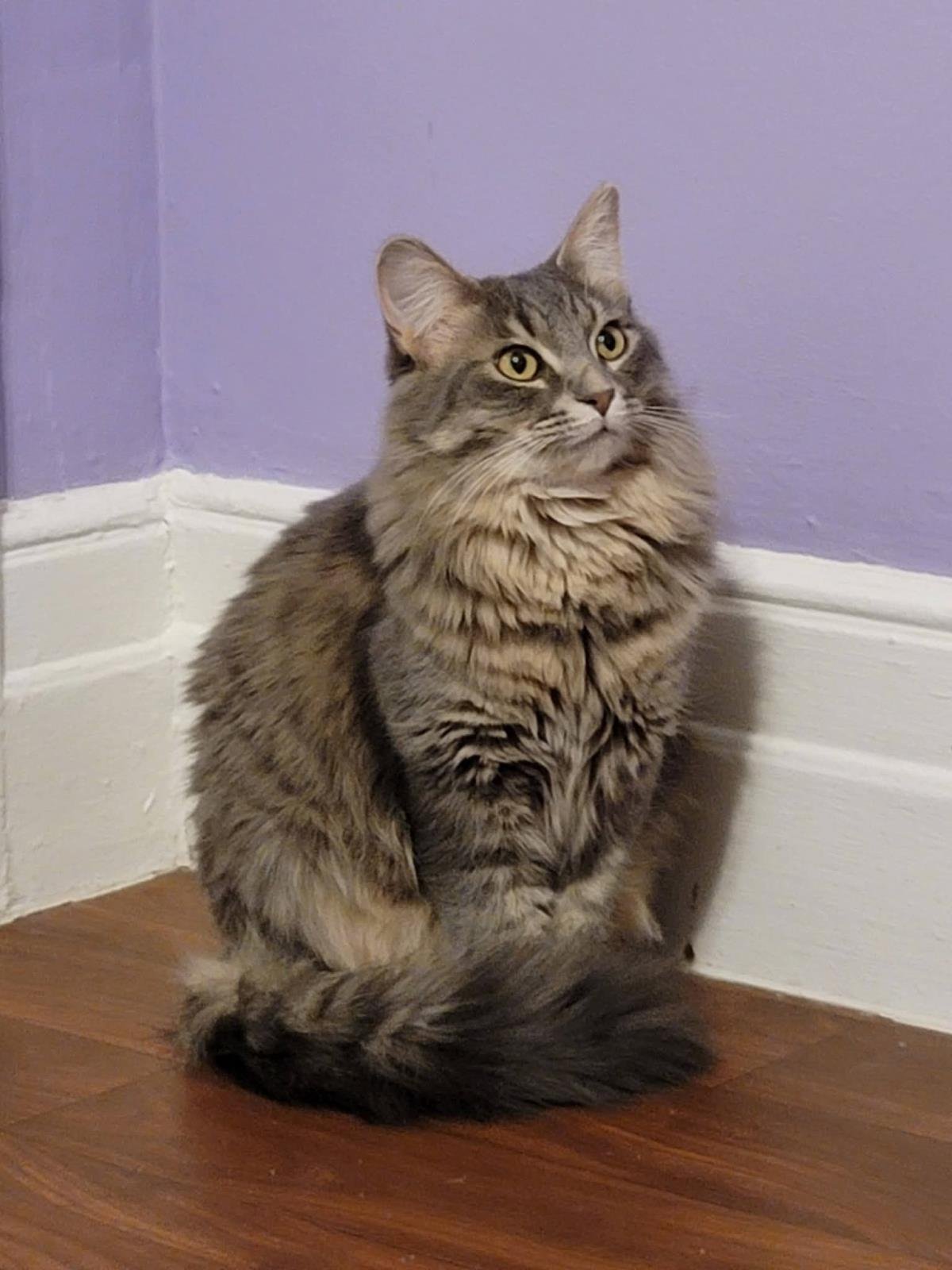 POOF - Domestic Long Hair / Tabby available for adoption
