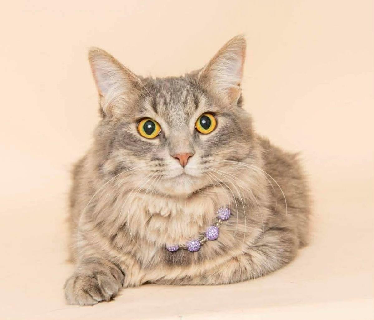 POOF - Domestic Long Hair / Tabby available for adoption