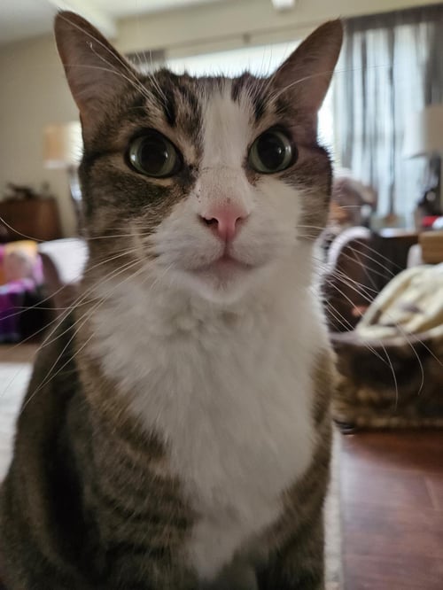 VALENTINE - Tabby available for adoption