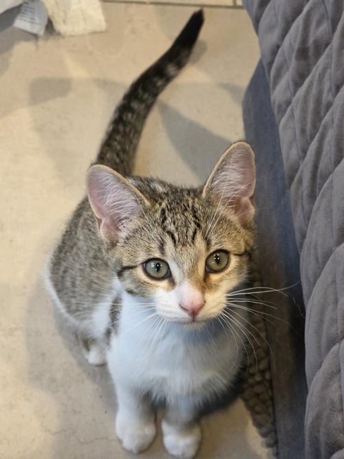 HARRY - Domestic Short Hair / Tabby for adoption in Detroit