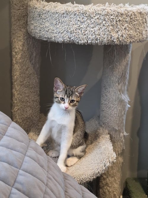HARRY - Domestic Short Hair / Tabby available for adoption
