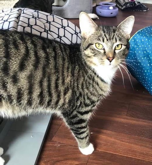 MARV - Domestic Short Hair available for adoption