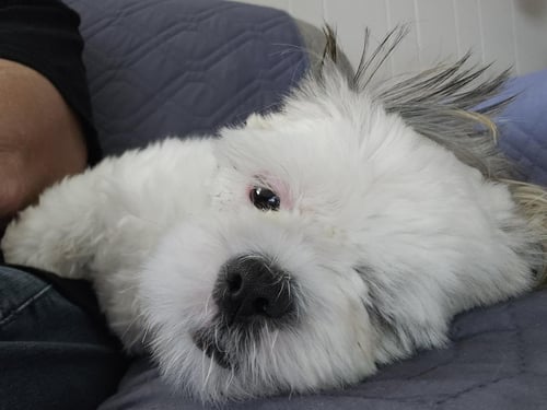 MATILDA - Shih Tzu available for adoption