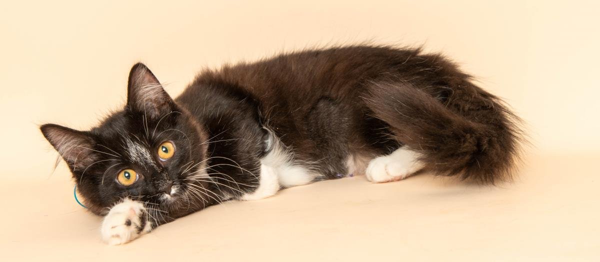 MARTHA - Domestic Short Hair available for adoption