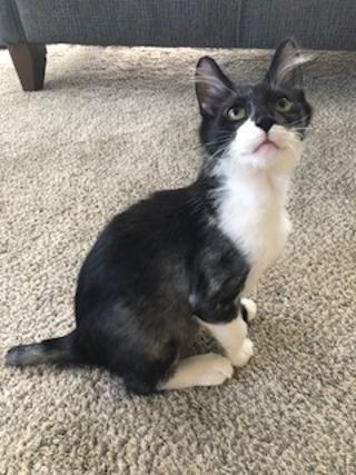 GUS - Domestic Medium Hair available for adoption
