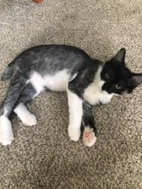 Gus - Photo 4