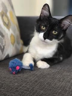 GUS - Domestic Medium Hair available for adoption