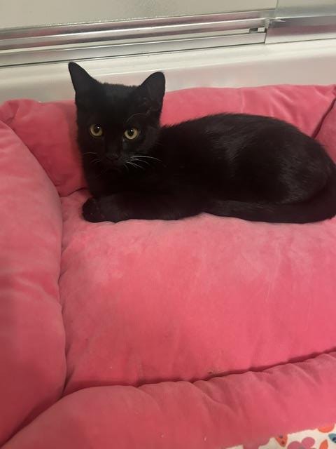 ZAZU CH KITTY - Domestic Short Hair available for adoption