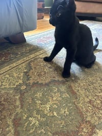 Zazu CH Kitty - Photo 3