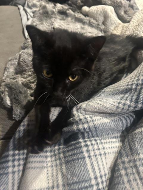 ZAZU CH KITTY - Domestic Short Hair available for adoption