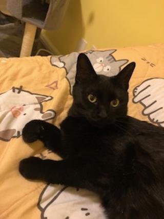 DOROTHY - Domestic Short Hair available for adoption