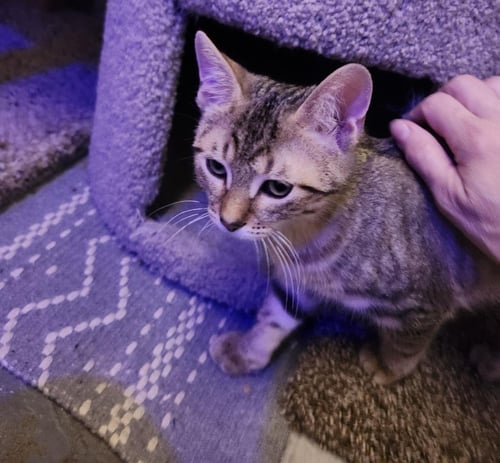 HEIDI - Domestic Short Hair available for adoption
