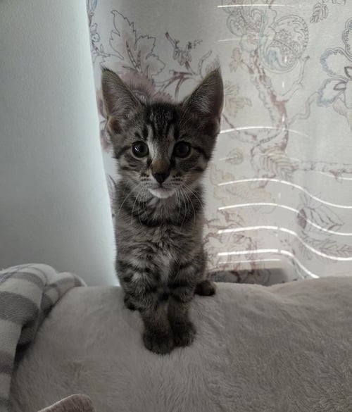 HALO - Tabby / Domestic Short Hair available for adoption