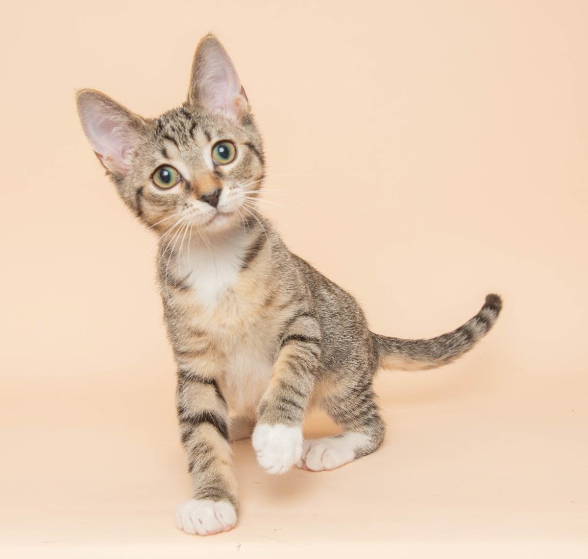 GOGO - Domestic Short Hair / Tabby available for adoption