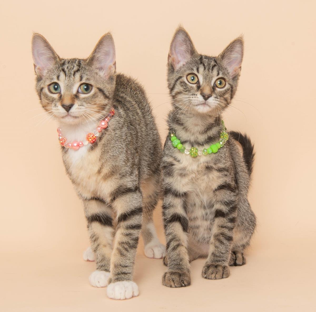 GOGO - Domestic Short Hair / Tabby available for adoption