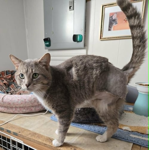 JASPER - Tabby / Domestic Short Hair available for adoption