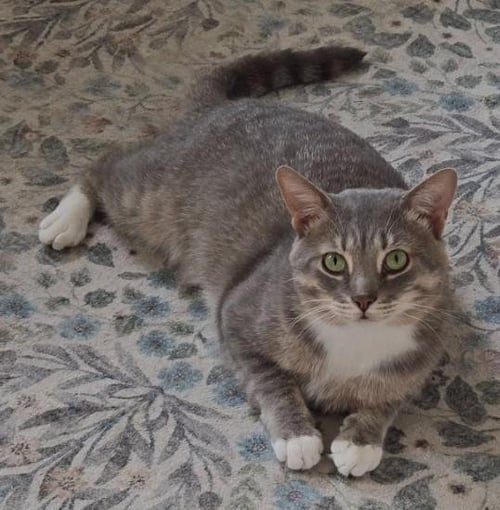 JASPER - Tabby / Domestic Short Hair available for adoption