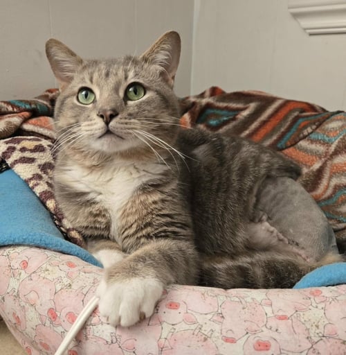 JASPER - Tabby / Domestic Short Hair for adoption in Detroit