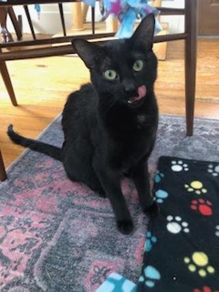 STELLA - Domestic Short Hair available for adoption