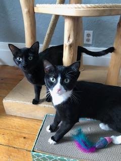 STELLA - Domestic Short Hair available for adoption