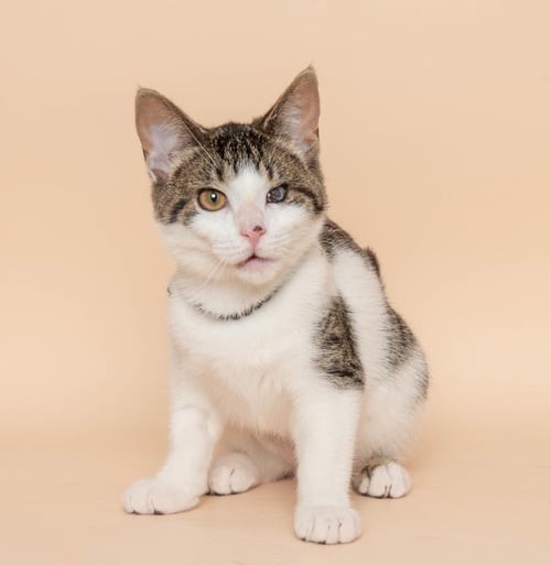 PISCIN - Domestic Short Hair / Tabby available for adoption