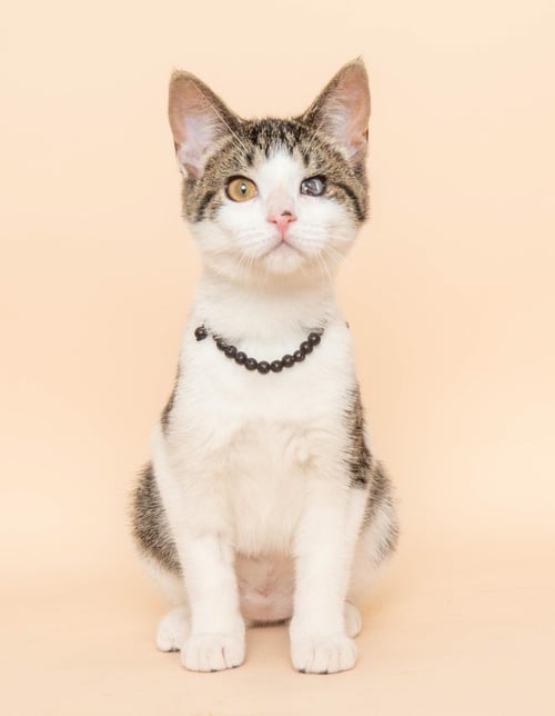 PISCIN - Domestic Short Hair / Tabby available for adoption