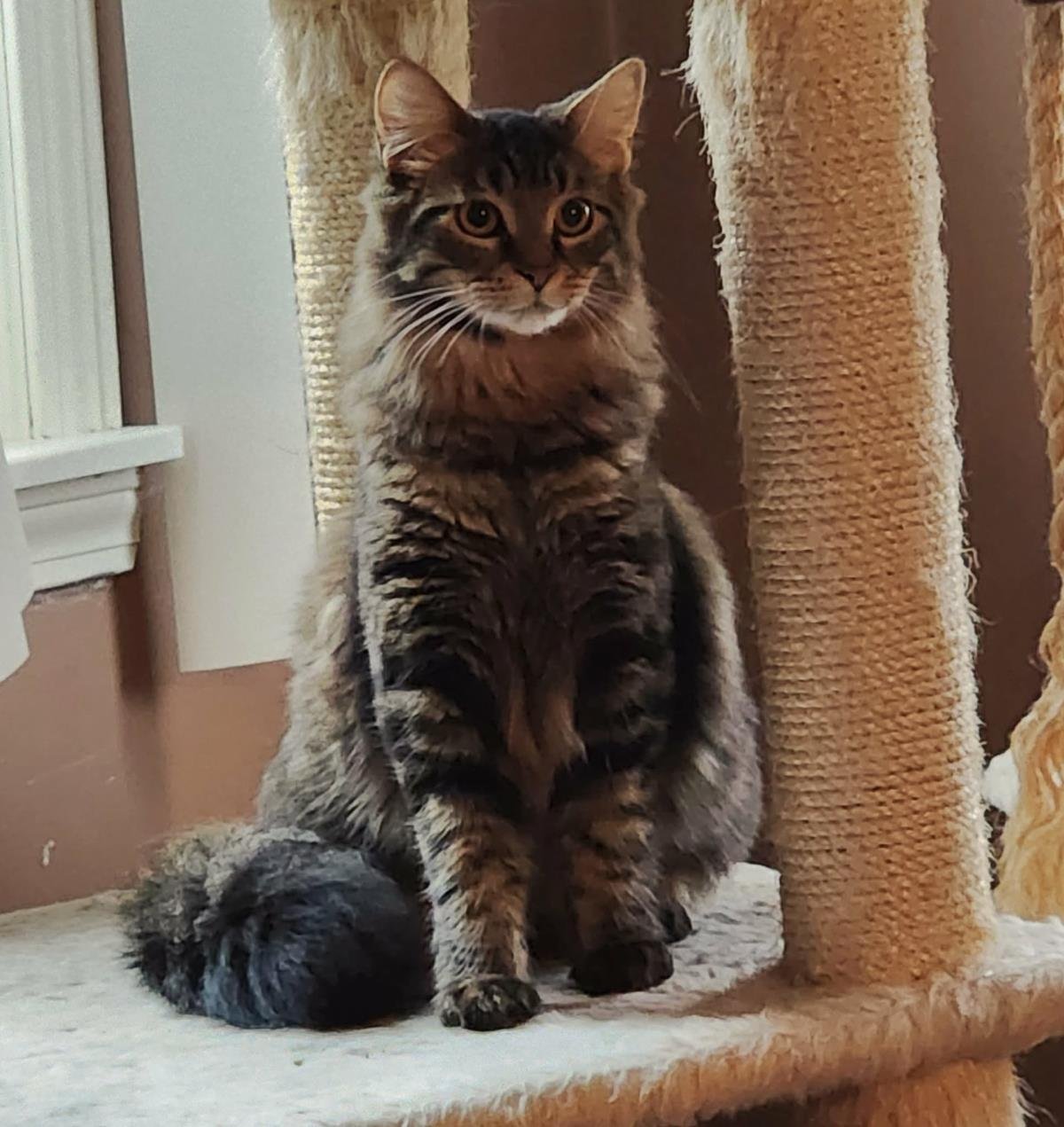 FLETCHER - Domestic Long Hair / Tabby available for adoption