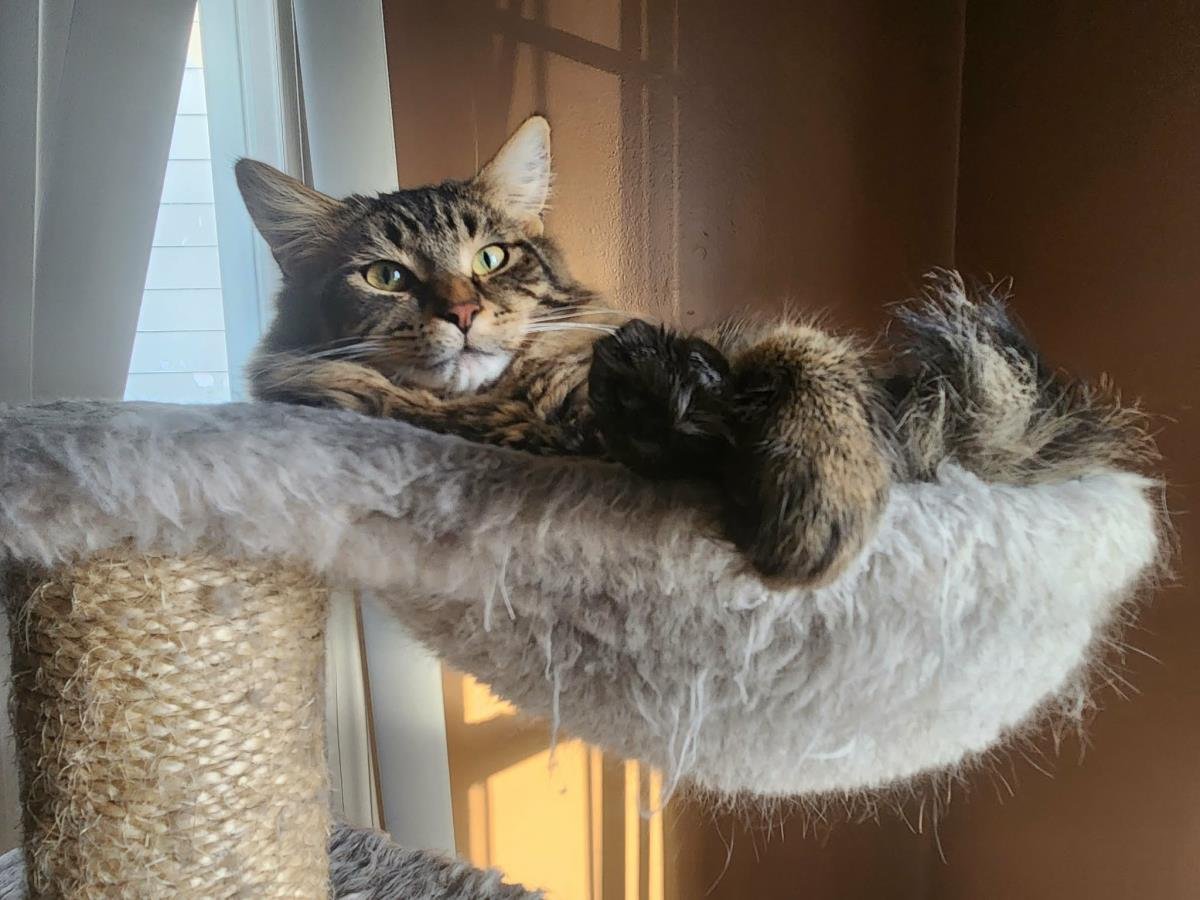 FLETCHER - Domestic Long Hair / Tabby available for adoption