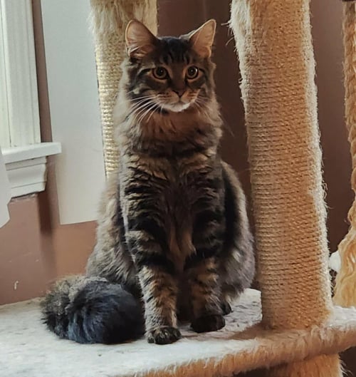 FLETCHER - Domestic Long Hair / Tabby for adoption in Detroit