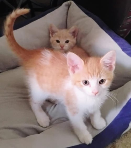 CARTER - Domestic Short Hair / Tabby available for adoption
