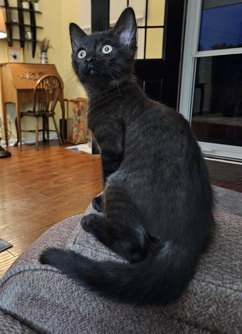 CINDER