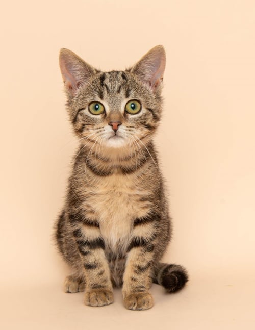 CLARK - Tabby / Domestic Short Hair for adoption in Ann Arbor