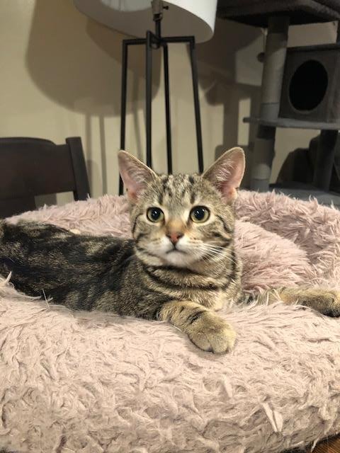 CLARK - Tabby / Domestic Short Hair available for adoption