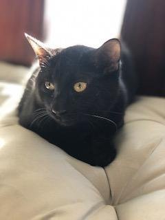 BOWIE - Domestic Short Hair available for adoption