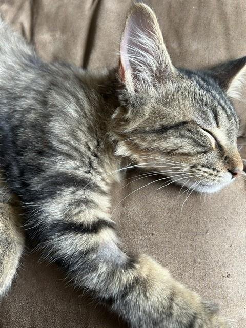 RAFIKI - Domestic Long Hair / Tabby available for adoption