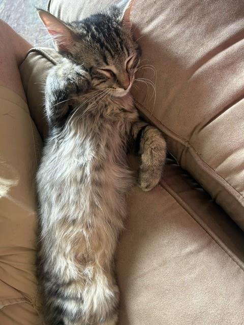 RAFIKI - Domestic Long Hair / Tabby available for adoption