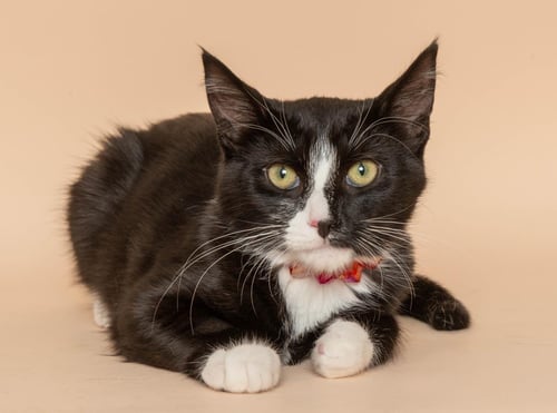 PAKA - Tuxedo / Domestic Short Hair available for adoption