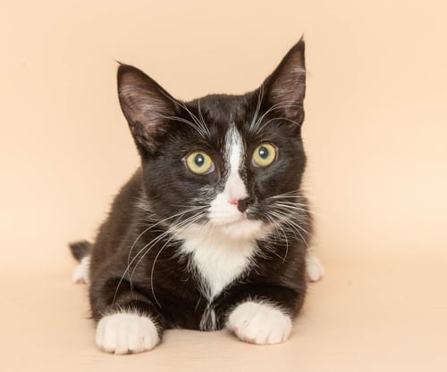 PAKA - Tuxedo / Domestic Short Hair available for adoption