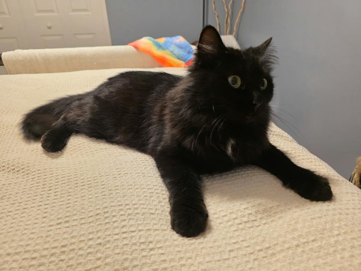 HAZEL - Domestic Medium Hair available for adoption