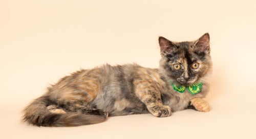 FUMO - Domestic Long Hair / Tortoiseshell available for adoption