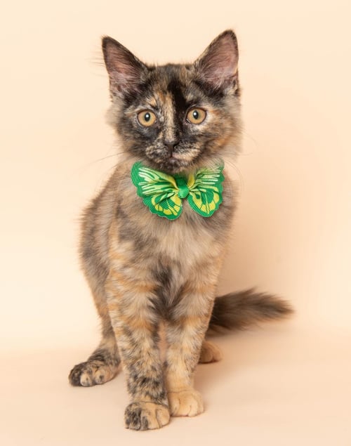 FUMO - Domestic Long Hair / Tortoiseshell available for adoption
