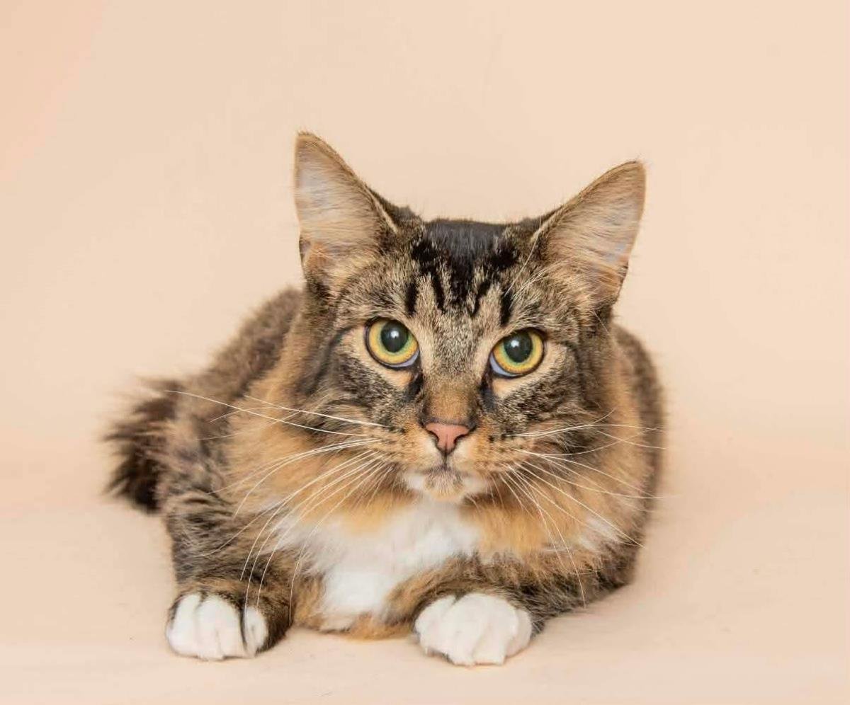 FOOFUR - Domestic Long Hair / Tabby available for adoption