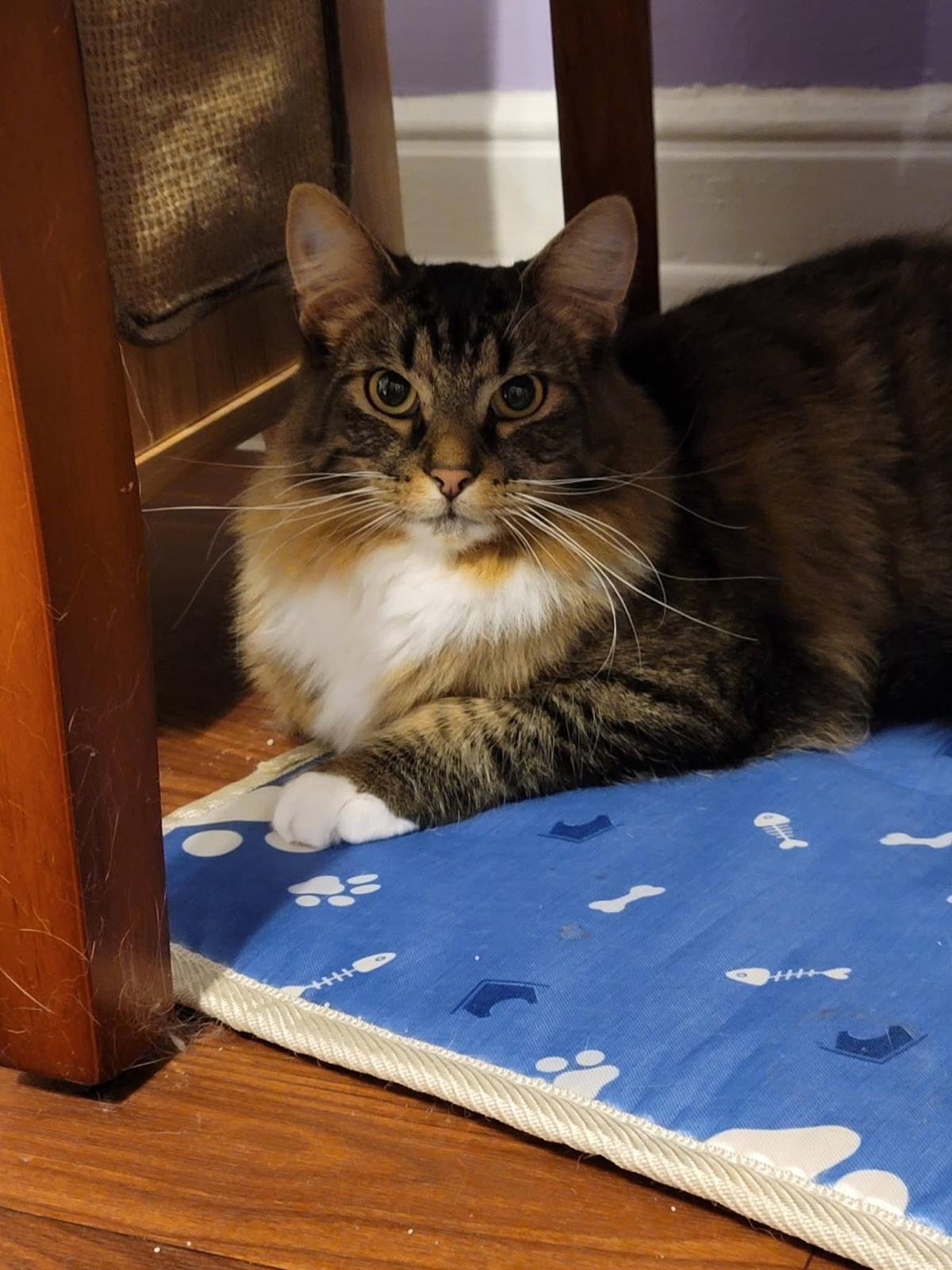 FOOFUR - Domestic Long Hair / Tabby available for adoption