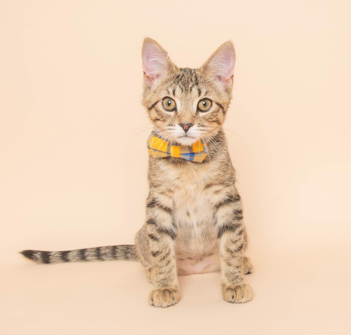 MOCHI - Domestic Short Hair / Tabby available for adoption