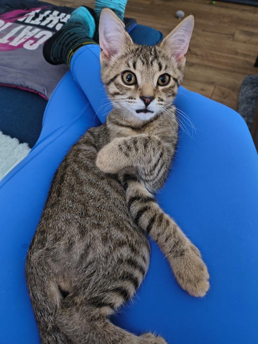 MOCHI - Domestic Short Hair / Tabby available for adoption