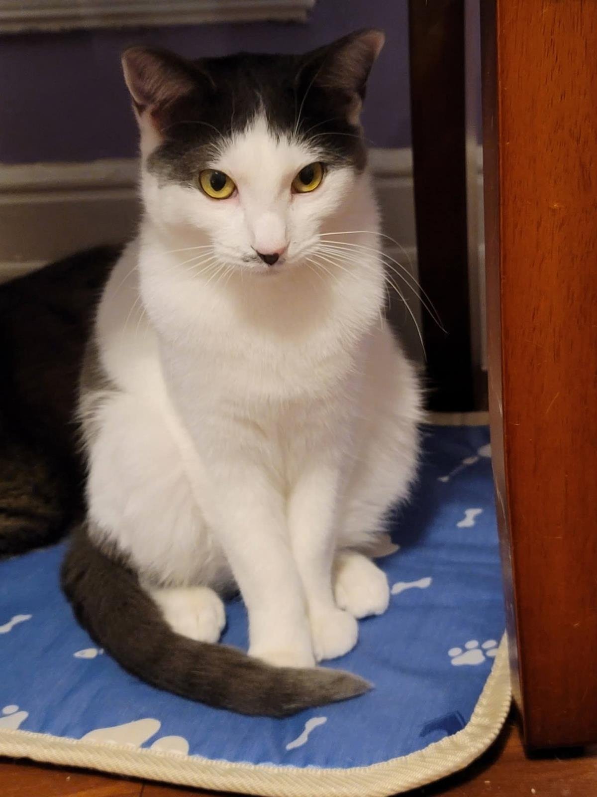 SPOTTY DOTTY - Domestic Short Hair available for adoption