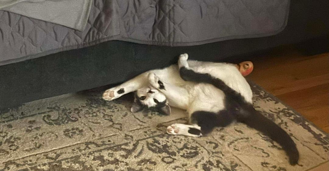 SPOTTY DOTTY - Domestic Short Hair available for adoption